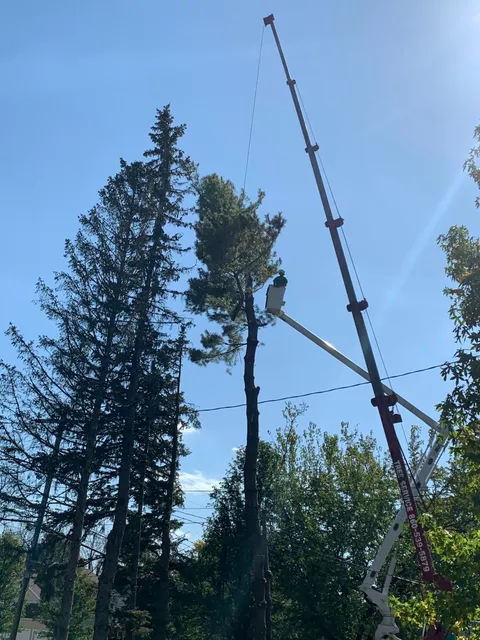 Pete The Tree Guy, LLC work photo