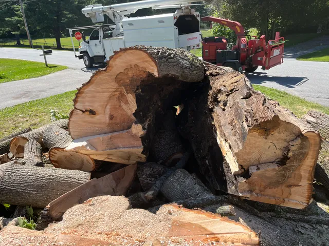 MTS Tree Service LLC work photo