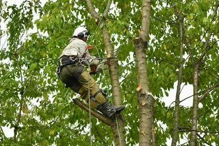 a man is climbing a tree with a chainsaw .