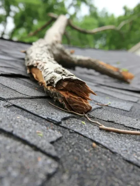 Broken tree branch on a dark shingle roof.