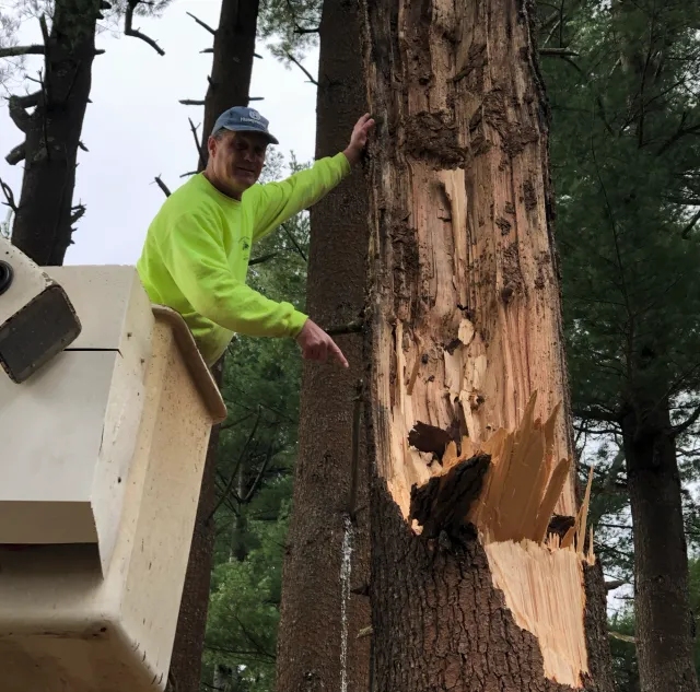 work photo from professionaltree.net