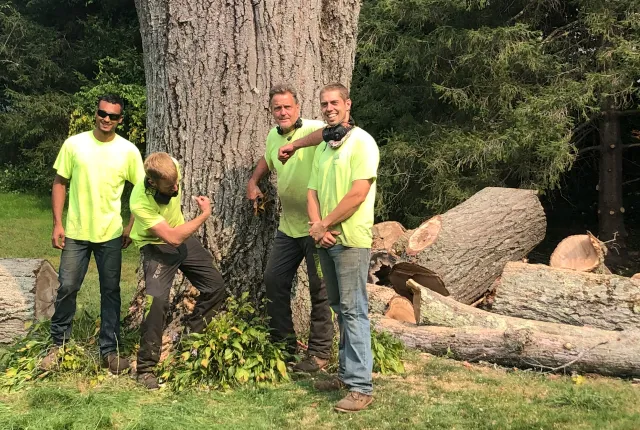 work photo from professionaltree.net