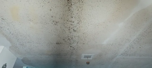 A ceiling with a lot of black spots on it.