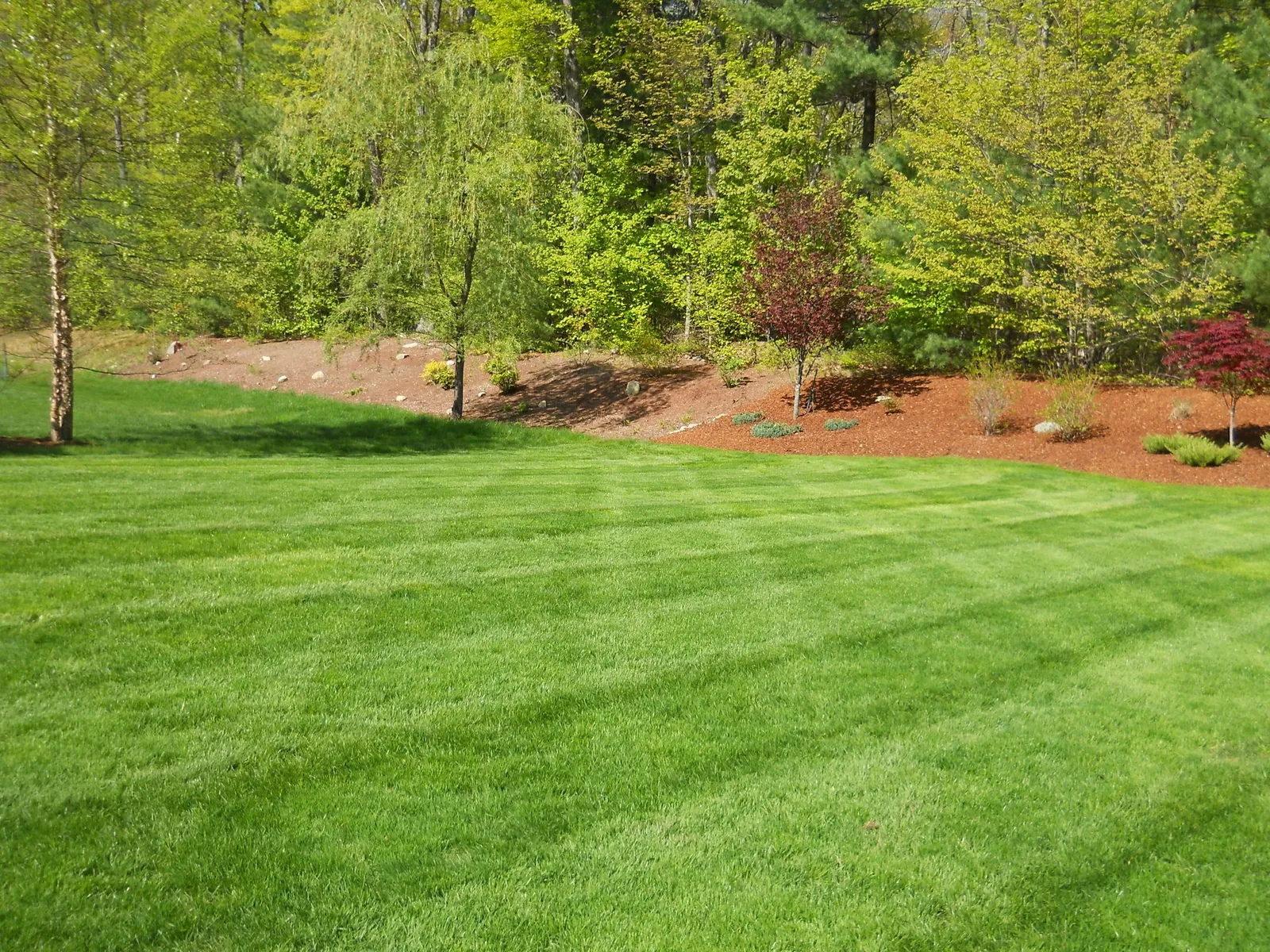 The Lawn King researched project photo