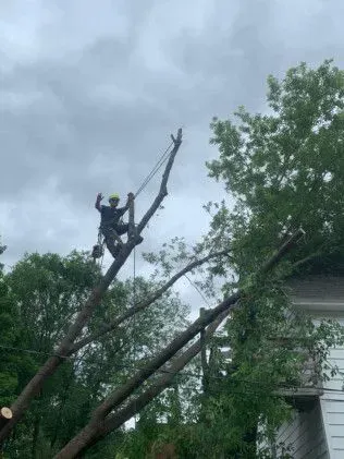 Arborist high in a tree, cutting branches under cloudy skies.