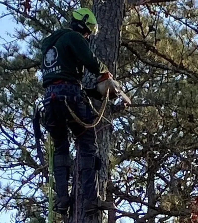 Expert Tree Care Partners