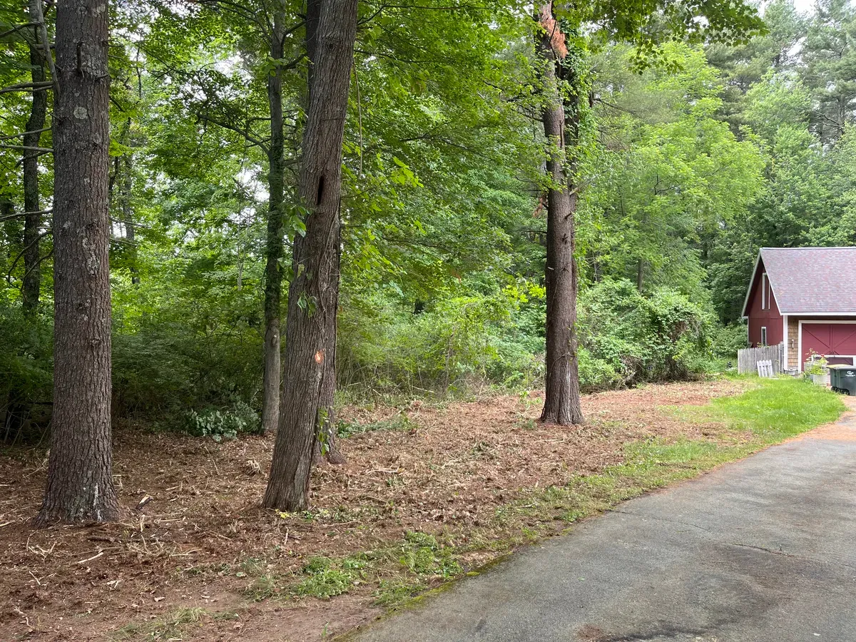Overgrown brush and shrub line cleared along wooded driveway edge - After