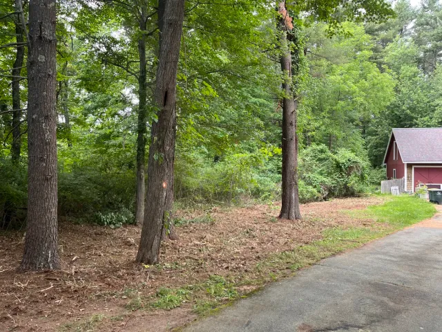 Overgrown brush and shrub line cleared along wooded driveway edge - After