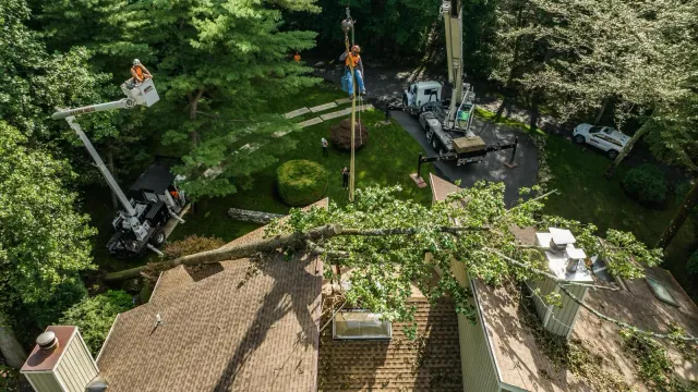 Recent work tree services fairfield county ct with expert tree care and neat finishing details