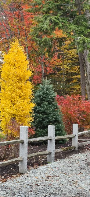 work photo from grownrighttreeandshrub.com
