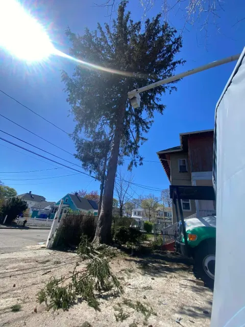 Sunny street view with tall tree, utility lines, and a house beside a dirt road