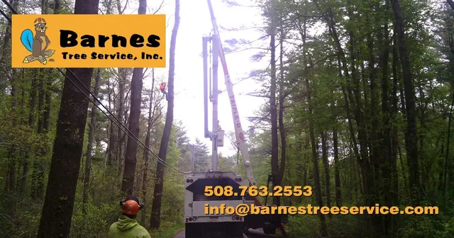 Barnes Tree Service, Inc. work photo