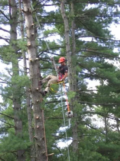 Tree Removal services 1