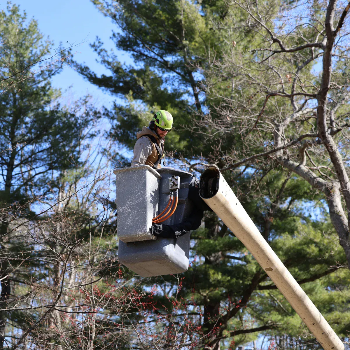 work photo from dovercountrytrees.com