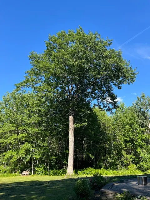 Invasive Plant Management in Southern Maine