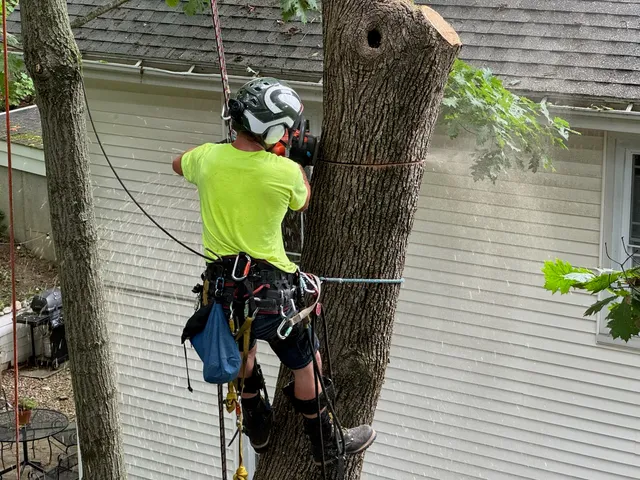 A Care Tree Service work photo