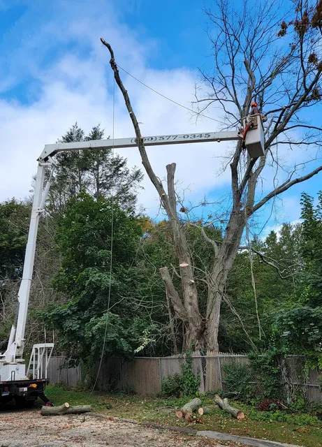 Tree Cabling and Bracing Middletown, CT