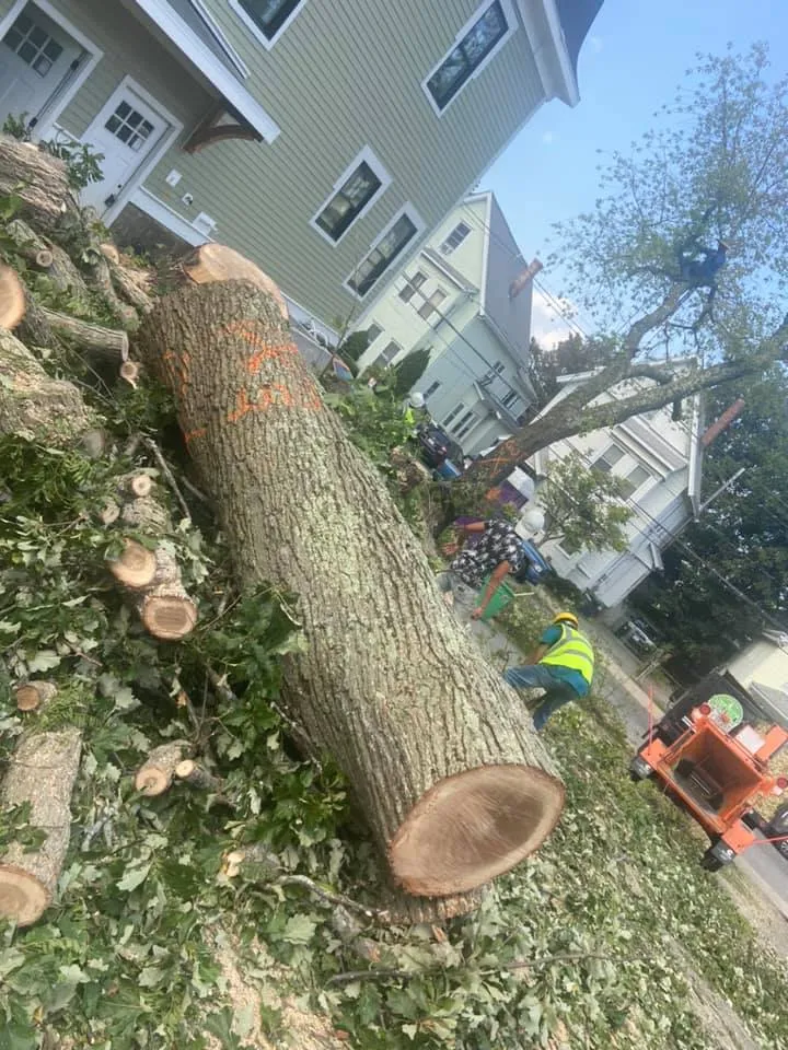 Boston Landscaping and Lawn Specialist