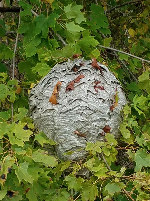 Pest Detective Services Inc. work photo