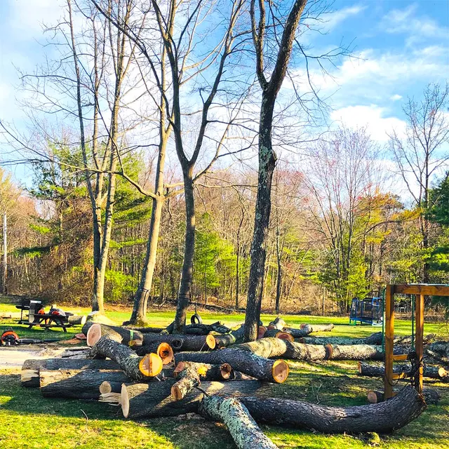 Pro Tree Service researched project photo
