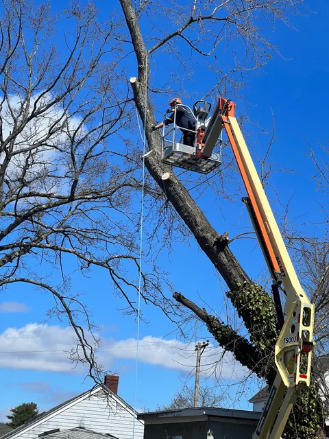 Luca’s tree service work photo