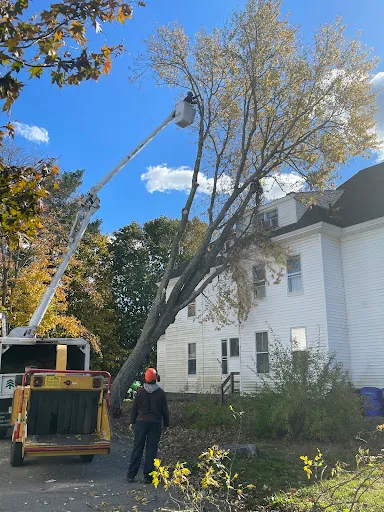 East Coast Tree Fellers LLC - Tree Removal, Tree Pruning, Tree Cabling, Brush Clearing, and Land Clearing, Berkley MA Office work photo