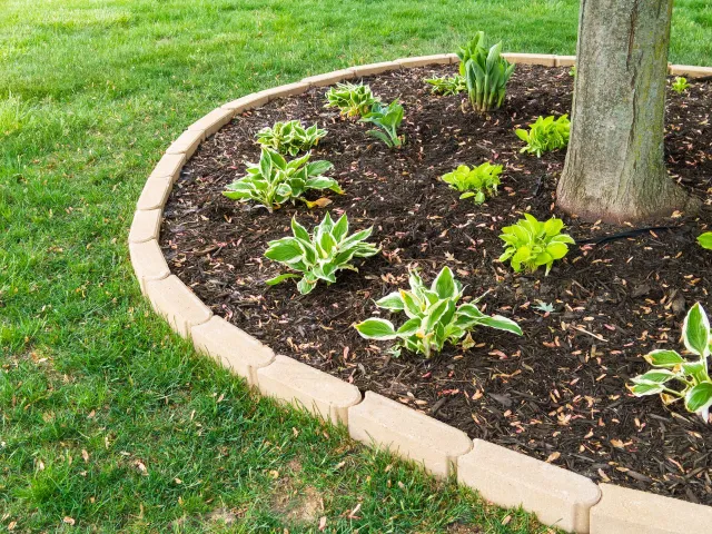 A tree is surrounded by mulch and plants in a garden.