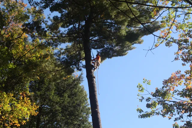tree trimming and pruning