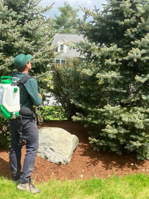 A man with a backpack spray painting a large tree in a garden area, with shrubs, a large rock, and a house in the background.