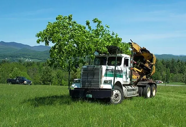 Green Mountain Landscaping work photo
