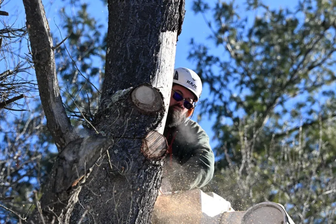work photo from gillsprofessionaltreecare.com
