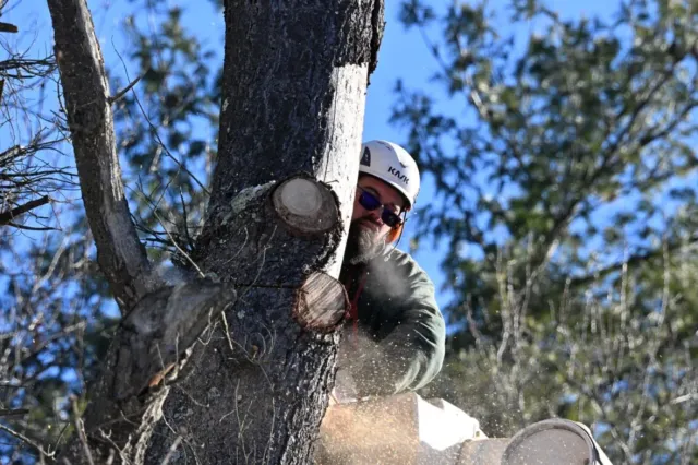work photo from gillsprofessionaltreecare.com