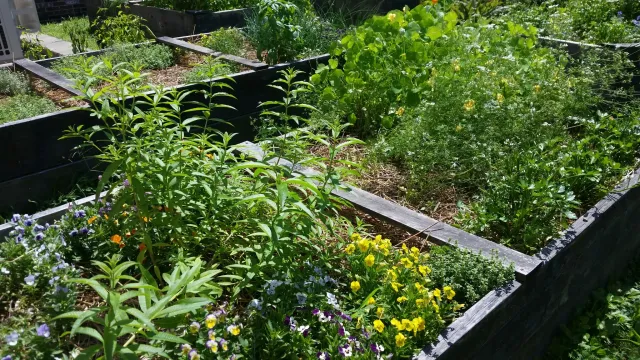 boxed herb beds