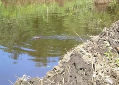 Beaver Solutions - flow management devices, beaver products, beaver problems, beaver removal, beaver control methods, beaver control devices, beaver pond leveler, how to get rid of beavers