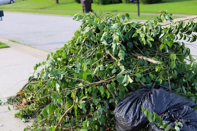 Bush Tree Removal