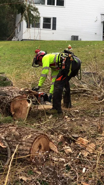Avalon Sunset Tree Services work photo
