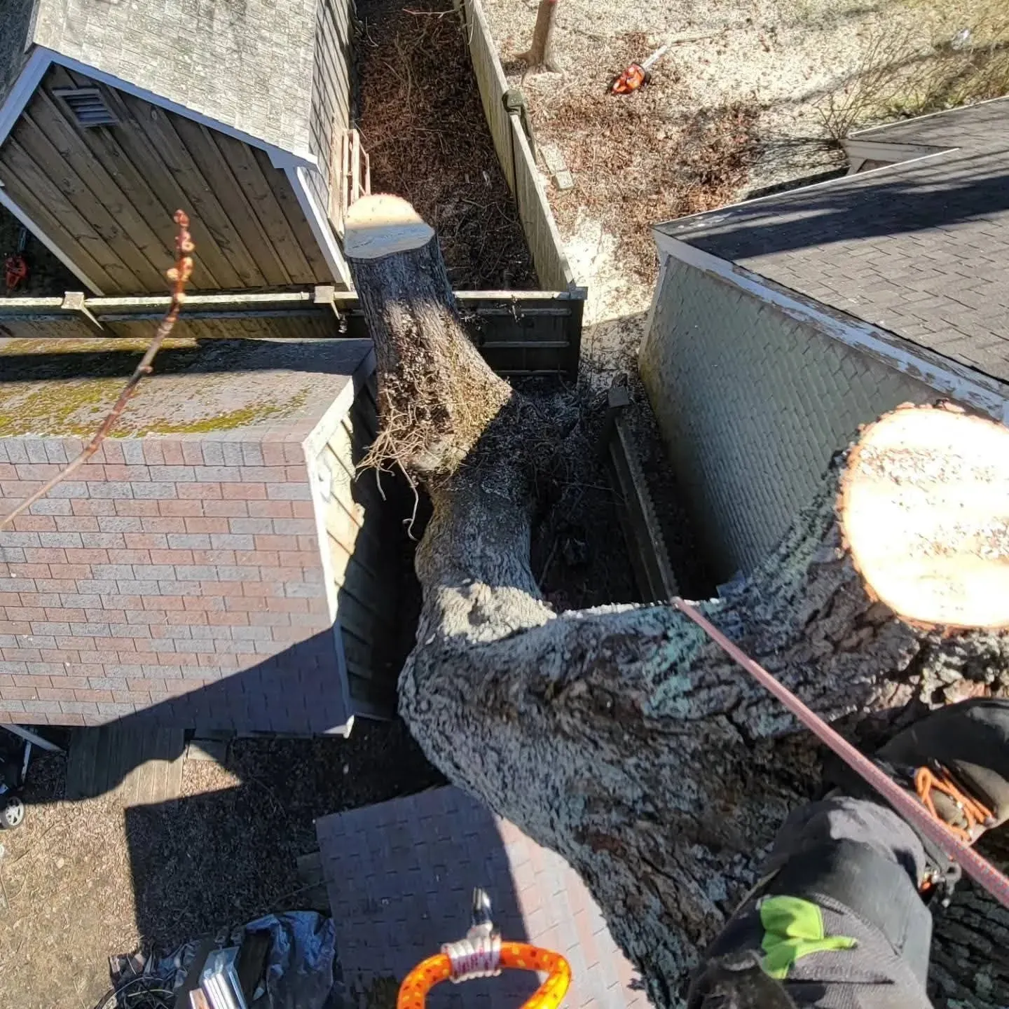 Tree removal work beside a fence and shed, with a worker’s boots visible near a large cut trunk.