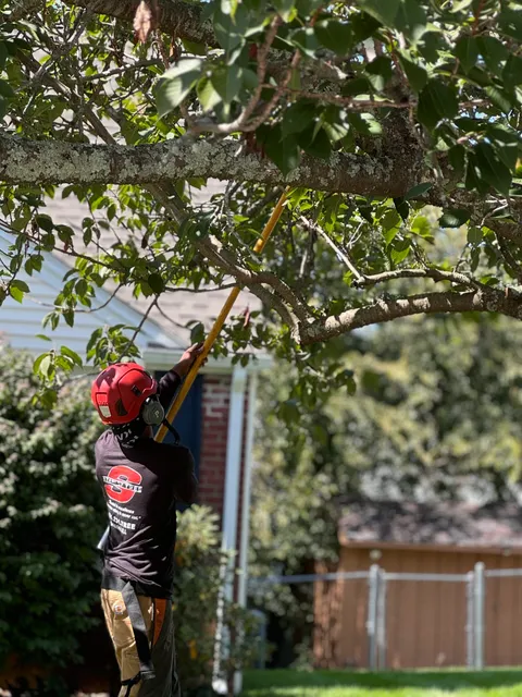 work photo from stanleytree.com