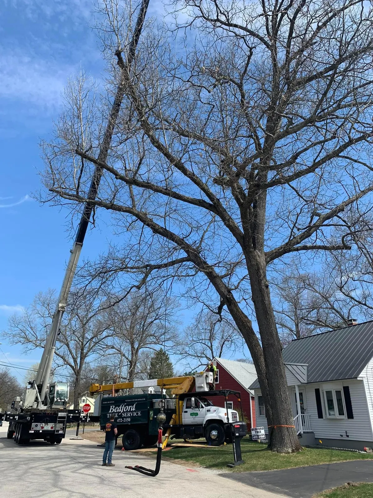 work photo from bedfordtrees.com