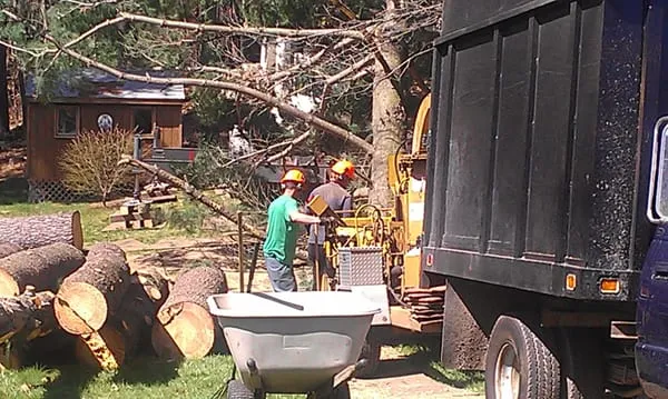 Brian Murphy's Expert Tree Care researched project photo