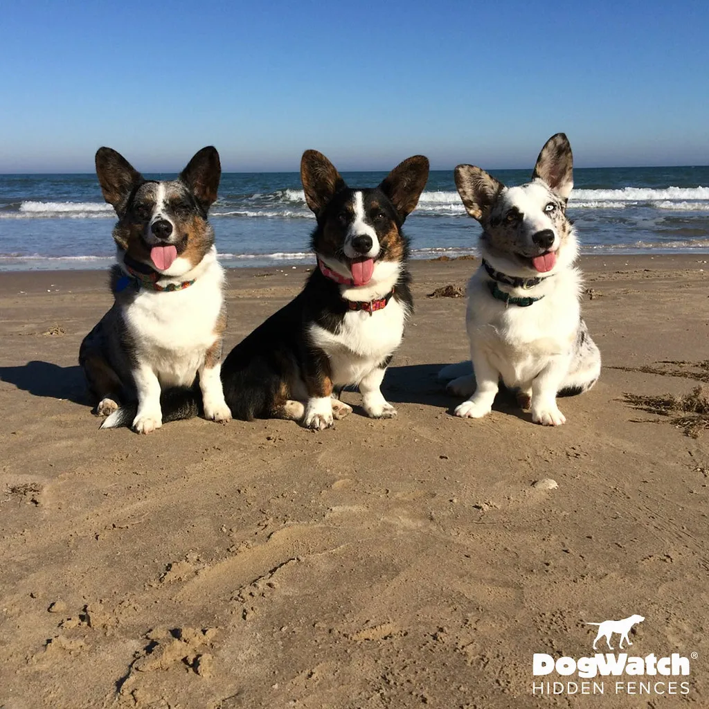 work photo from dogwatchsystems.com