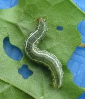 wintermoth1.jpg