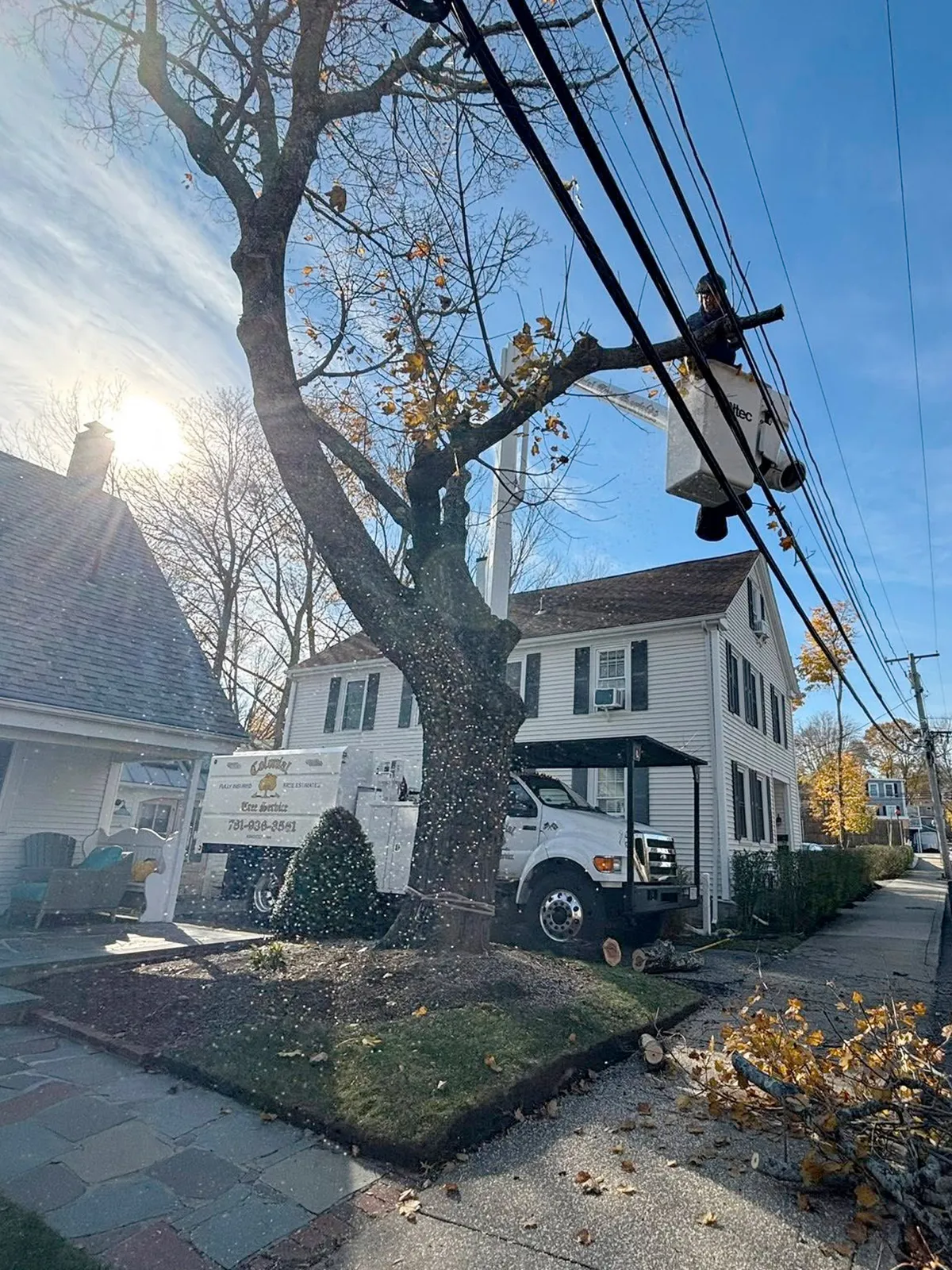 work photo from treeservicekingston.net