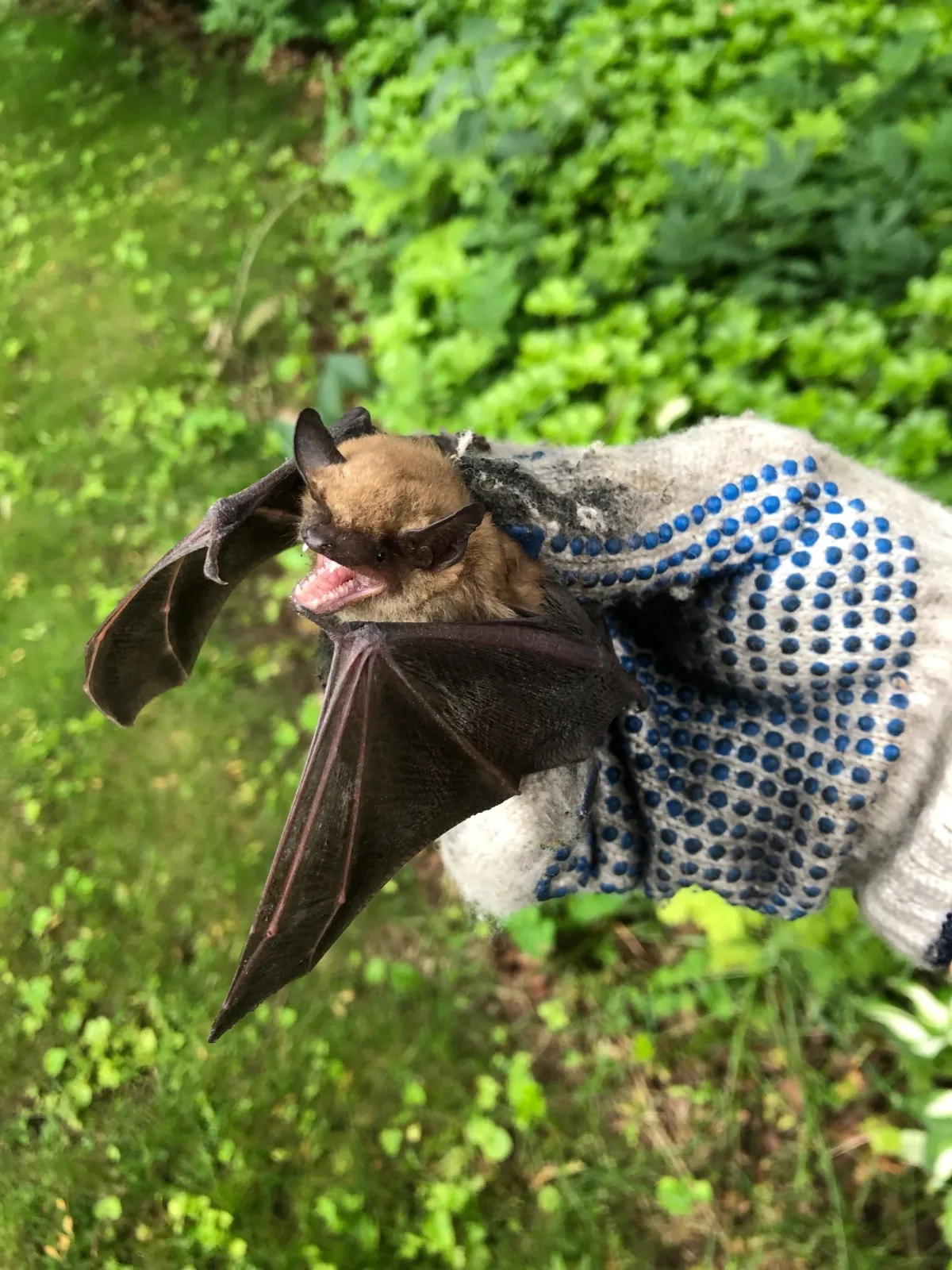 work photo from wmwildliferemoval.com