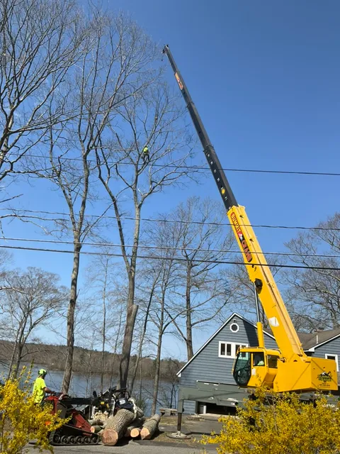 work photo from arbortechct.com