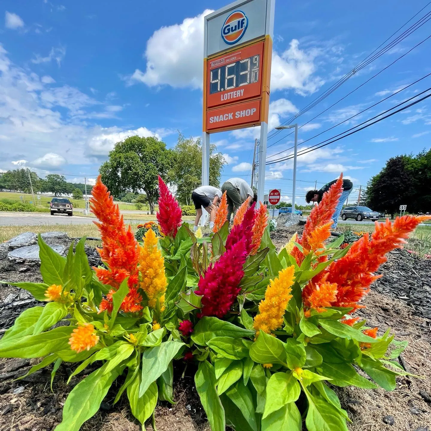 Looking for a fresh splash of color? Head to the Concord rotary! @gulfoilinternational 

#concordma #hslu #highstlawnunlimited #flowers #landscaping #lawncare #planting gardening #lawnmower #color #summer  #stripenation #lawncarenut #lawncarenation
#lawncareservice
#landscapepainting
#landscapes
#yards #mowers #zeroturn #lawncarelife
#landscapers #stripe #stripes #lawncarecommunity
#stripelifegear 
#backyard #grass