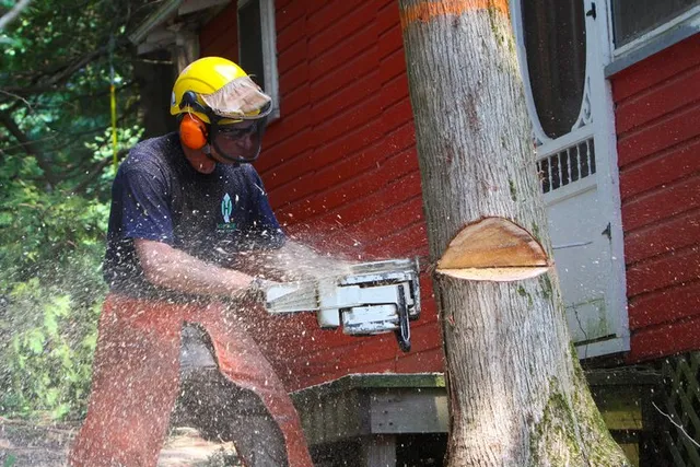 Heritage Tree Care work photo