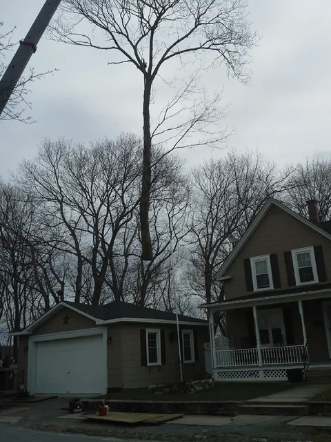 Curtis Tree Services