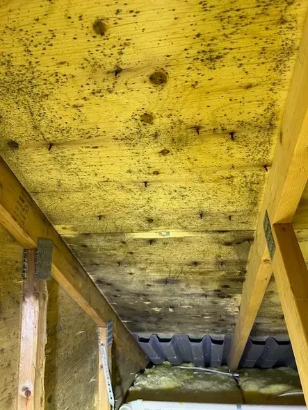 A wooden ceiling with a lot of mould on it.