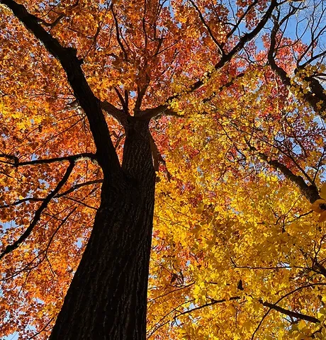 Beautiful Oak in fall